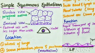 Simple Squamous Epithelium  Location  Function [upl. by Analli]