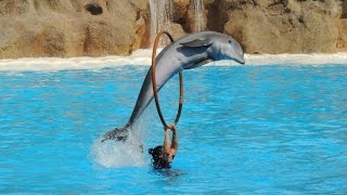 Les Dauphins  Loro Parque 2014 [upl. by Cherida]