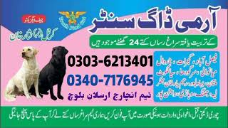 Khoji Dogs Khoji Kutty Okara multan Bahawalnagar Bhakkar Layyah Muzaffargarh  Khoji Kutta armykhoji [upl. by Rainer]