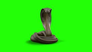 Cobra Gazing Green Screen Loop  4k Ultra HD  Copyright Free [upl. by Matelda]