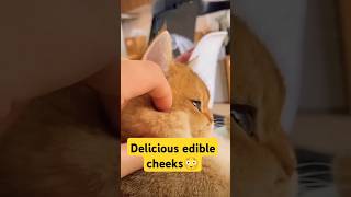 Delicious edible cheeks  funny videoscut cat funny youtubeshorts cute cat kitten catlover [upl. by Solram891]