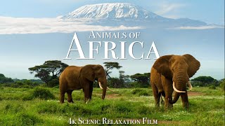 Animals of Africa 4K  Scenic Relaxation Film With Calming Music [upl. by Hulbig933]