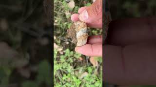 Incredible Rock Find While Rockhounding in Northern Mexicop3 rockhounders rockhounding nature [upl. by Eneleh]