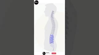 Anatomy of Vertebral Coloumn anatomy vertebrea spine spinall backbone spinehealth spine2d [upl. by Asile162]