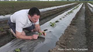 Purdue Extension CucurbitMelon Pest Management [upl. by Milburr573]