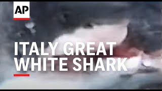 ITALY GREAT WHITE SHARK SIGHTED OFF COAST OF RIMINI [upl. by Otti919]