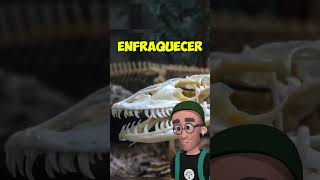 dragaodekomodo reptil lagarto vidaanimal biologia animais bicho zoologia vocesabia [upl. by Ladnar]