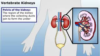 Summary of Osmoregulation and Excretion [upl. by Ocram]