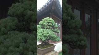 asmr bonsai plants satisfying shorts [upl. by Alyad]