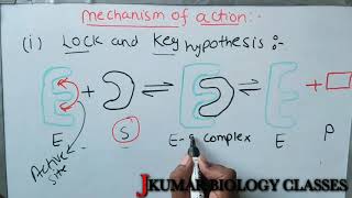 LOCK AND KEY HYPOTHESIS INDUCED FIT MODEL  EMIL FESCHER  DANEIL KOSHLAND [upl. by Eissert104]