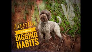 Lagotto Romagnolo digging habits [upl. by Anceline]