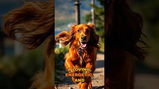 Meet the Irish Setter activedog familydog [upl. by Aiem]