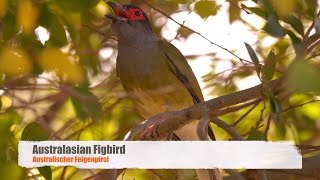 Australasian Figbird Call birds birdsounds [upl. by Aicilyt675]