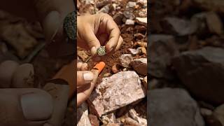 Finding Silver Coin With Metal Detecting metaldetecting goldhunting findingtreasure coins tools [upl. by Pool]