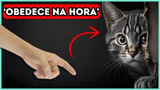 Faça Seu Gato OBEDECER Com Esse Truque SIMPLES [upl. by Arahas]