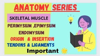 skeletal muscle anatomy endomysium epimysium perimysium belly origin insertion tendon ligament [upl. by Ok]