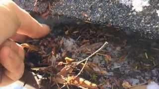 Gutter Clogged with pine needles [upl. by Cowles323]