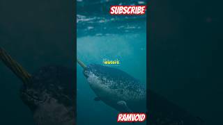 Narwhals The Unicorns of the Sea narwhal animals nature wildlife facts trending viralshort [upl. by Laverne]