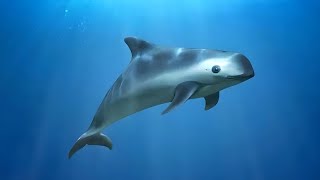 Vaquita 🐬 The Smallest amp Rarest Marine Mammal [upl. by Aidile]