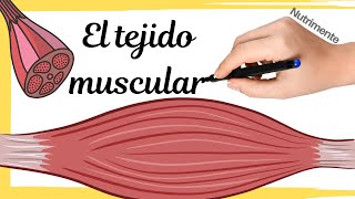 El TEJIDO MUSCULAR [upl. by Lyle]