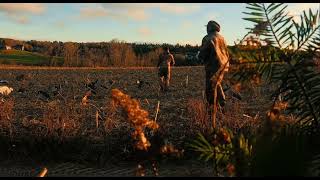 Chasse à l’outarde  bernache du Canada [upl. by Olenolin]