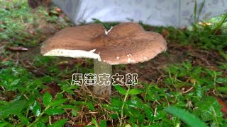 市區常見的可食野菇：Common wild edible mushrooms in downtown area [upl. by Dave]