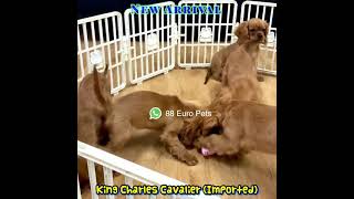 King Charles Cavalier Puppies for Sale 88 Euro Pets [upl. by Adnamra]