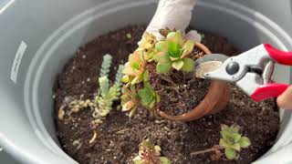 Aeonium haworthii pinwheel kiwi Succulent  Repot [upl. by Nodroj]