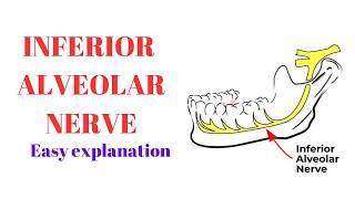 Inferior alveolar nerve  Inferior dental nerve  Easy explanation revision [upl. by Montagu]