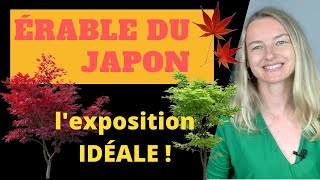 ÉRABLE du JAPON  lexposition IDÉALE [upl. by Hut673]