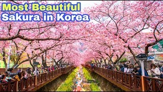 Most Beautiful Cherry Blossom in Korea [upl. by Lynelle]