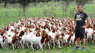 Why dont you need a big land to raise goats Discover the untold secrets of successful goat farming [upl. by Alboran]