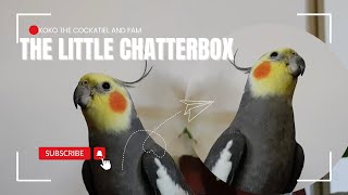 Koko the cockatiel and fam The little chatterbox [upl. by Pitchford]