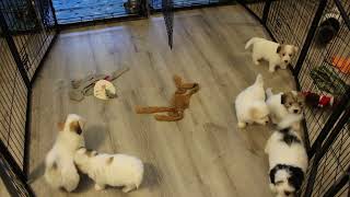 Coton de Tulear Puppies For Sale  Kaley 42823 [upl. by Ainitsirc268]