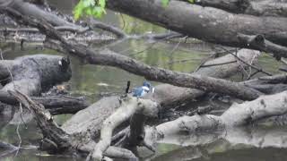 Belted Kingfisher eats breakfast [upl. by Sixla]