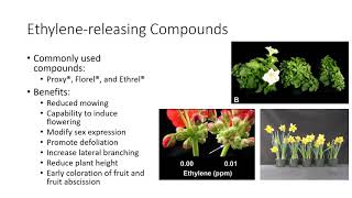 Practical Uses of Plant Growth Regulators [upl. by Bell994]