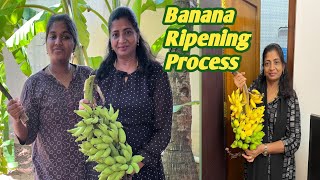 Harvesting Bananas And Perfectly Ripening Them with Jency tamil nature village [upl. by Noled107]