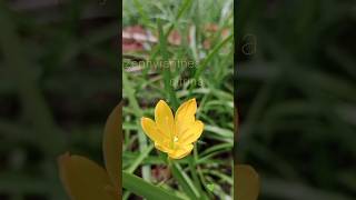 Yellow lily  Zephyranthes citrina plant [upl. by Mirna]