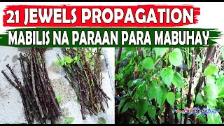 21 JEWELS PROPAGATION FROM CUTTINGS BOUGAINVILLEAMABILIS NA PARAAN PARA MABUHAY ANG BOUGAINVILLEA [upl. by Ahidam]