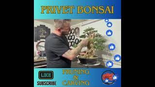 The Art of Enhancing Bonsai Trunks Privet Bonsai Pruning and Carving bonsai bonsaitree [upl. by Nobile]