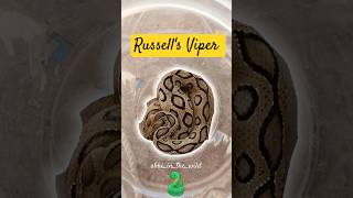 Deadliest snake  Russells Viper Rescue  🛟⚡😵‍💫🤯😱 ytshorts youtubeshorts murlivala abhirupkadam [upl. by Furtek]