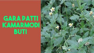 Gara patti kamarmodi बूटी के दिव्य गुण [upl. by Yuk95]