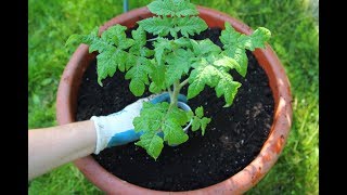 The Best Tomatoes To Grow In PotsPlanting Tomatoes In ContainersContainer Gardening [upl. by Arej]