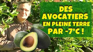 Cultiver des avocatiers résistants au froid en pleine terre [upl. by Ainorev]