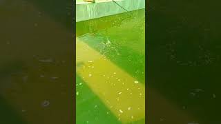 Biofloc fish farmingyoutubeshorts fish farming love shorts trend viral [upl. by Twyla]