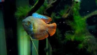 Dwarf Gourami Colisa lalia [upl. by Penrod629]