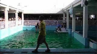 Clearwater Marine Aquarium Dolphin Tale Winter in Person POV [upl. by Graybill]