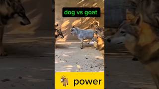 Dog vs goat 🐐fightanimal dogfight viralshorts [upl. by Ardnasela785]