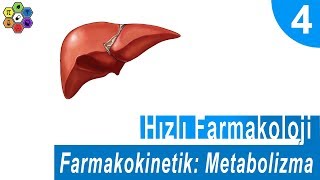 FARMAKOKİNETİK METABOLİZMA Hızlı Farmakoloji 4 [upl. by Schreibman]