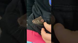 Baby rat [upl. by Eseilanna]